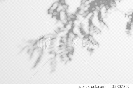 Shadow overlay from tree branch on a transparent background. 133807802