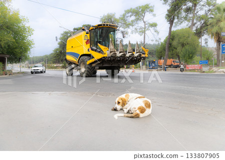 土耳其塞萊丘克躺著的狗和農業機械 133807905