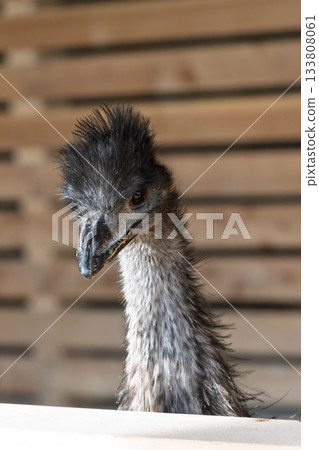 Emu's face 133808061