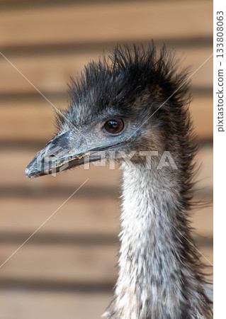 Emu's face 133808063
