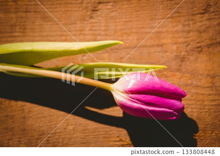 Pink tulip with green leaves is lying on wooden tabletop in flat design showing wood texture Pink tulip with green leaves is lying on wooden tabletop in flat design showing wood texture 133808448
