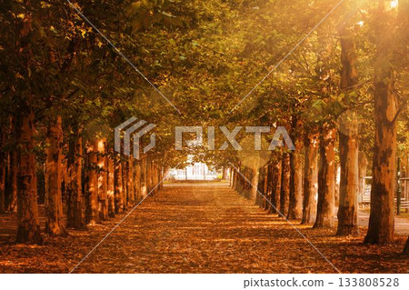 Autumn tree-lined pathway is being shown in flat design with fallen leaves, sunlit canopy and gate Autumn tree-lined pathway is being shown in flat design with fallen leaves, sunlit canopy and gate 133808528