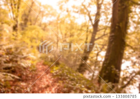 Sunlight through trees in forest 133808785