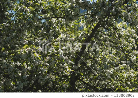 Full frame shot of flowering tree 133808902