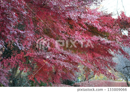 Autumn leaves of autumn leaves 133809066