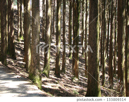 身延山久遠寺杉樹大道 身延山久遠寺杉樹大道 133809314