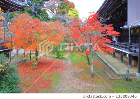 Komyo-ji Temple in autumn (Nagaokakyo City) Komyo-ji Temple in autumn (Nagaokakyo City) 133809346