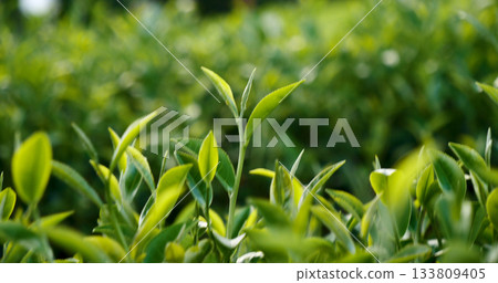 Green tea tree fresh leaves in eco herbal farm. Tree tea plantations in morning sun light. Freshness herbal natural garden farmland. Drinking organic relax heath plant. Green tea tree in farm 133809405
