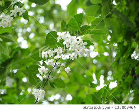White Egonok flower 133809464