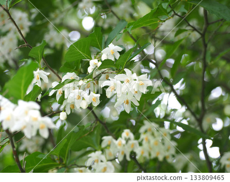 White Egonok flower 133809465