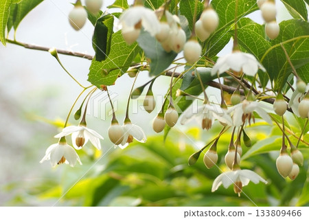 Snowbell in the evening 133809466