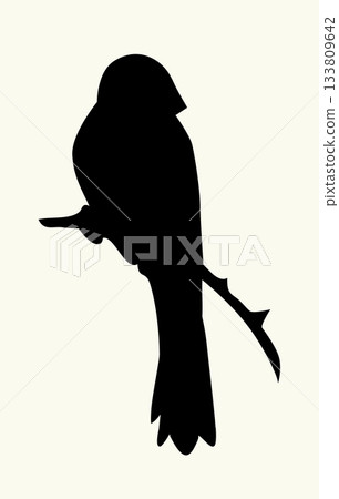 Vector drawing. Tit on white sky backdrop. 133809642