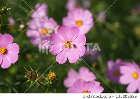 Cosmos and bees Cosmos and bees 133809659