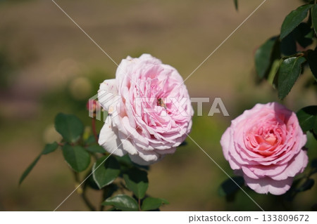 rose rose 133809672