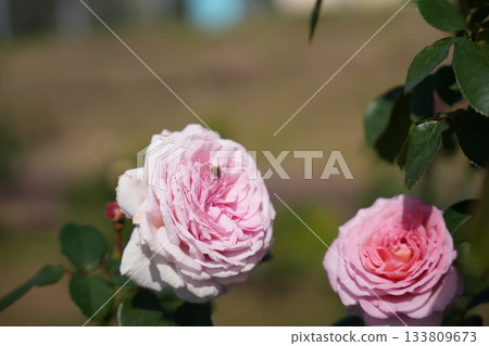rose rose 133809673