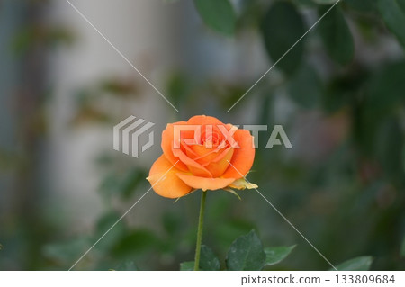 rose rose 133809684