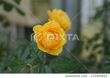 rose rose 133809685