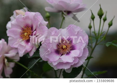 rose	 133809686