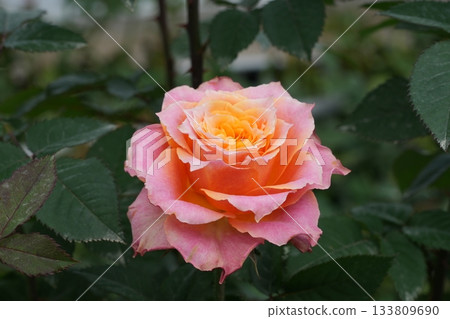 rose rose 133809690