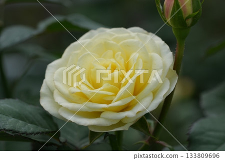 rose rose 133809696