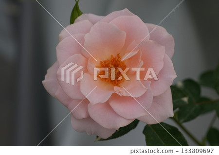 rose rose 133809697