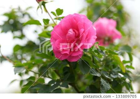 rose rose 133809705