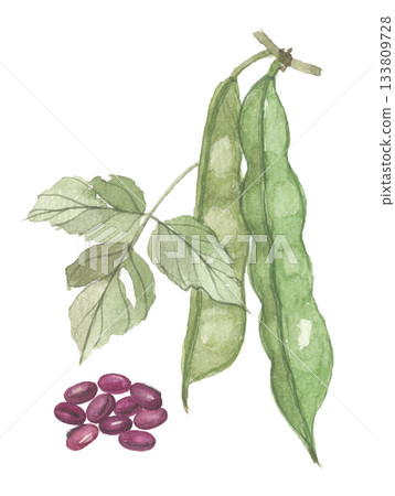 紅傑克豆的水彩畫,包括豆莢和葉子。 紅傑克豆的水彩畫,包括豆莢和葉子。 133809728