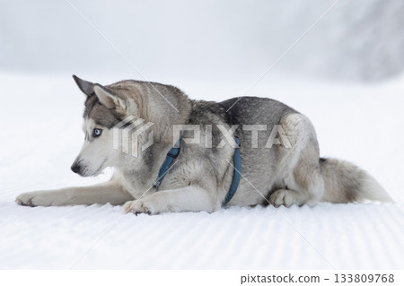Purebred Husky dog portrait, lying down in snow 133809768