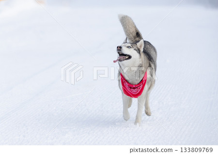 Funny dog Siberian Husky with red scarf running on a snowy groomed ski road in winter, copy space Funny dog Siberian Husky with red scarf running on a snowy groomed ski road in winter, copy space 133809769