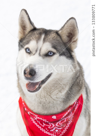 Purebred Husky dog portrait with red scarf, sitting in snow smiling Purebred Husky dog portrait with red scarf, sitting in snow smiling 133809771