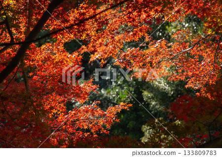 Autumn leaves of Koishikawa Korakuen 133809783