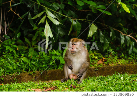 A monkey sits on the side of the road in its natural habitat, looking for food near the jungle A monkey sits on the side of the road in its natural habitat, looking for food near the jungle 133809850