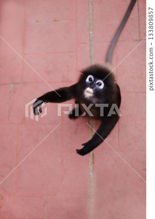 A bespectacled monkey sits on a red sidewalk in a tropical garden, watching the surroundings while visitors pass by on a warm day. 133809857