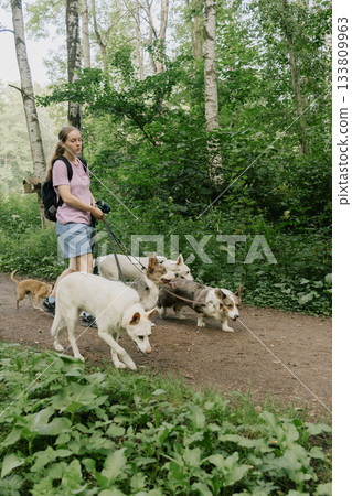woman walks pack of dogs on leashes in a park. dog sitter, dog handler, trains pets. woman walks pack of dogs on leashes in a park. dog sitter, dog handler, trains pets. 133809963