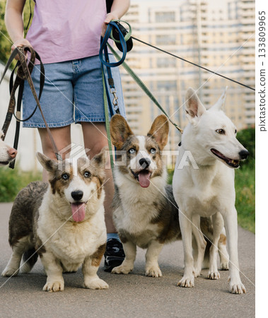 woman is professional dog walker and trainer keeps animals on leash. Dogs of different sizes breeds. woman is professional dog walker and trainer keeps animals on leash. Dogs of different sizes breeds. 133809965