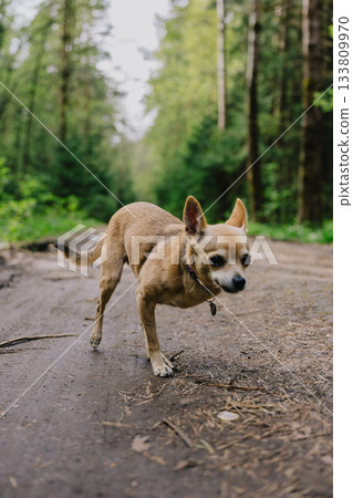 small dog on three paws stands on forest road overgrown with grass. pet is wearing a sweater.  133809970