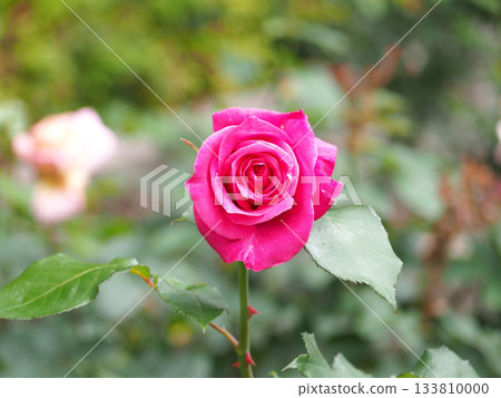 A red rose A red rose 133810000