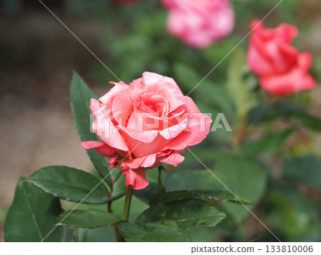 Rose of pink 133810006