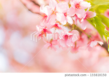 櫻花/春天的形象 133810150