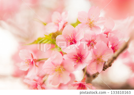 櫻花/春天的形象 櫻花/春天的形象 133810163