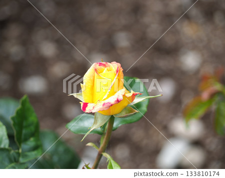 Yellow rose Yellow rose 133810174