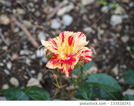 Red and yellow roses Red and yellow roses 133810241