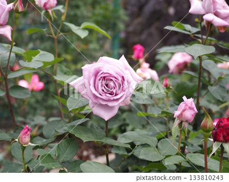 Light purple rose flowers 133810243