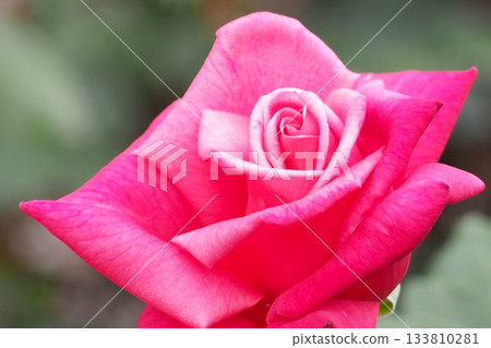Rose of pink Rose of pink 133810281