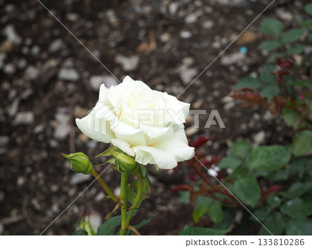 白玫瑰 白玫瑰 133810286