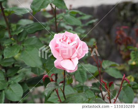 Rose of pink Rose of pink 133810289