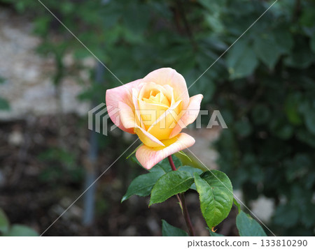 Yellow rose Yellow rose 133810290