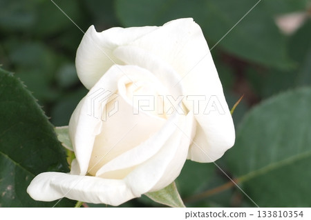 White Rose  133810354
