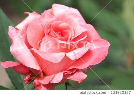 粉紅玫瑰花朵 粉紅玫瑰花朵 133810357