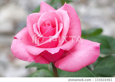 Pink rose flower Pink rose flower 133810361